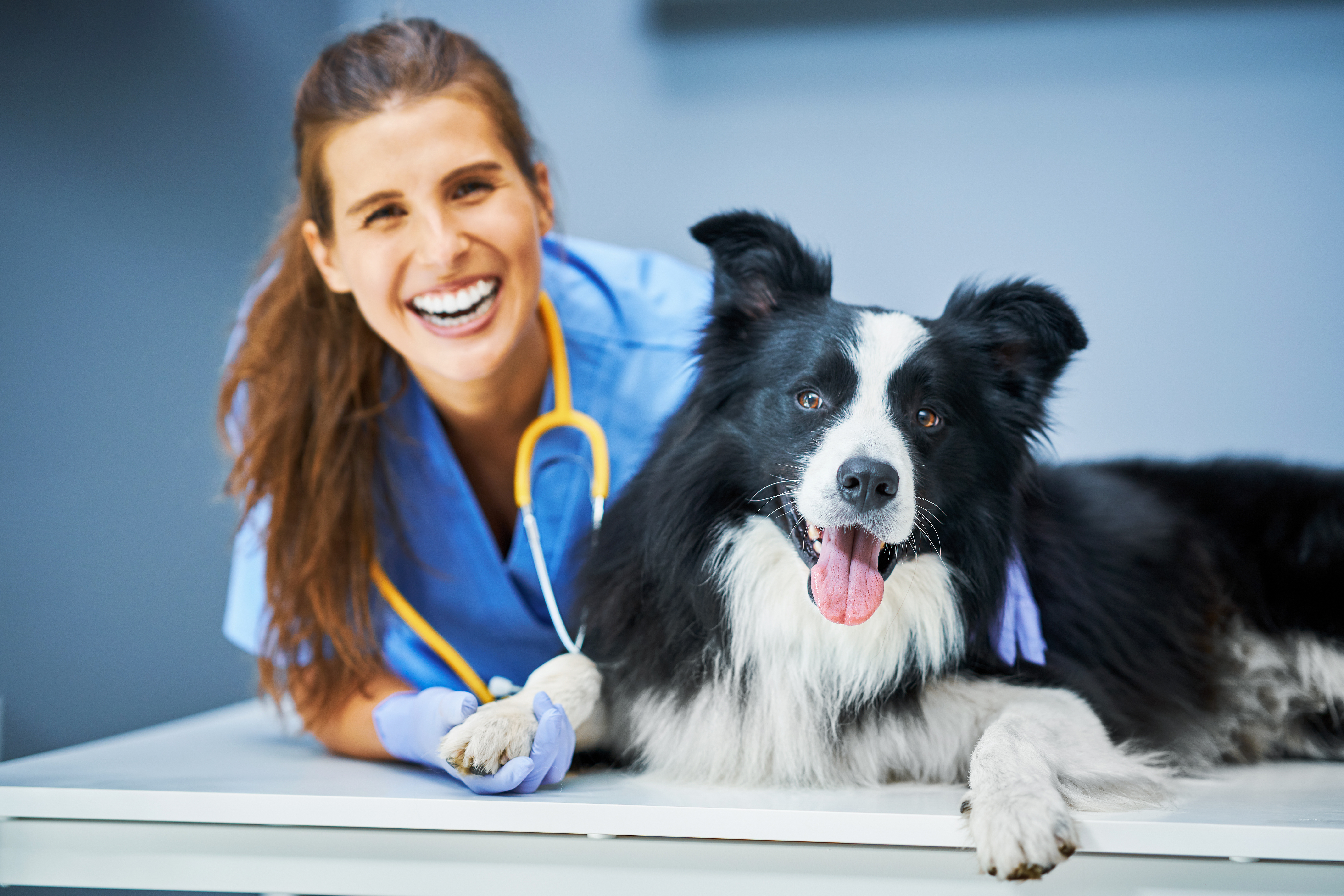 Veterinária examinando golden retriever em clínica moderna