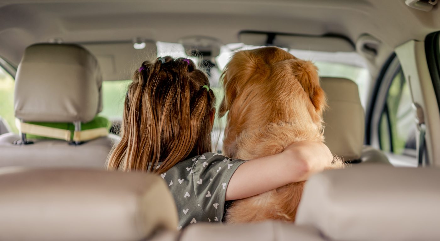 Tutora e seu golden retriever viajando juntos no banco traseiro